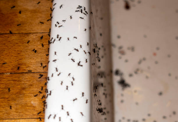 Pest Control for Restaurants in Polkton, NC