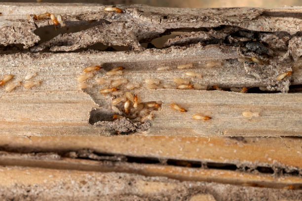Best Termite Control Services  in Polkton, NC