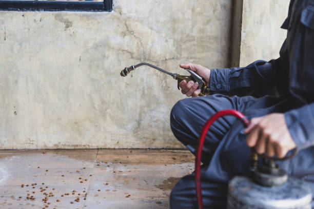 Best Wasp Removal Services  in Polkton, NC